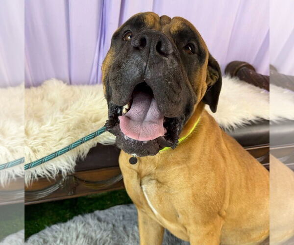 Medium Photo #3 Mastiff Puppy For Sale in Goodyear, AZ, USA