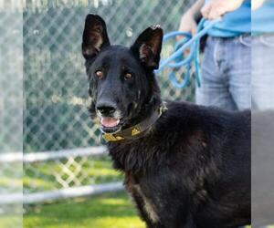 German Shepherd Dog Dogs for adoption in Camarillo, CA, USA