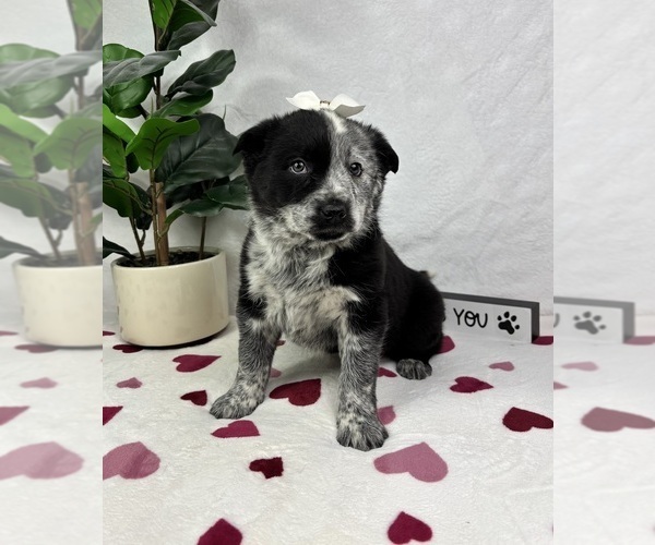 Medium Photo #4 Australian Cattle Dog-Miniature Australian Shepherd Mix Puppy For Sale in FRANKLIN, IN, USA