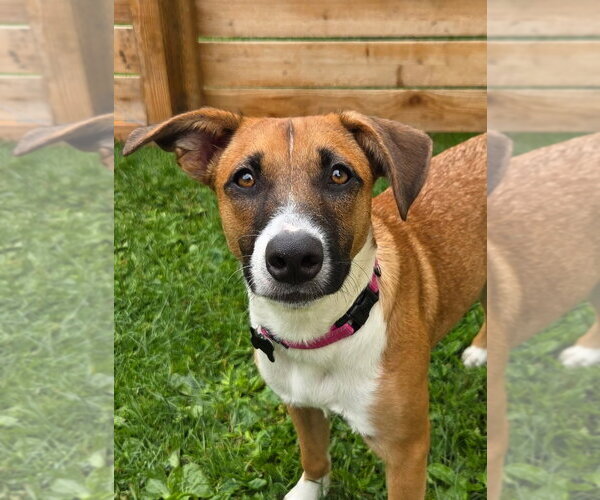 Medium Photo #3 Basenji-Unknown Mix Puppy For Sale in Milwaukie, OR, USA