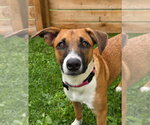 Small #2 Basenji Mix