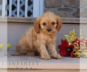 Cavapoo Puppy for sale in GORDONVILLE, PA, USA