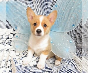 Pembroke Welsh Corgi Puppy for sale in NORWOOD, MO, USA