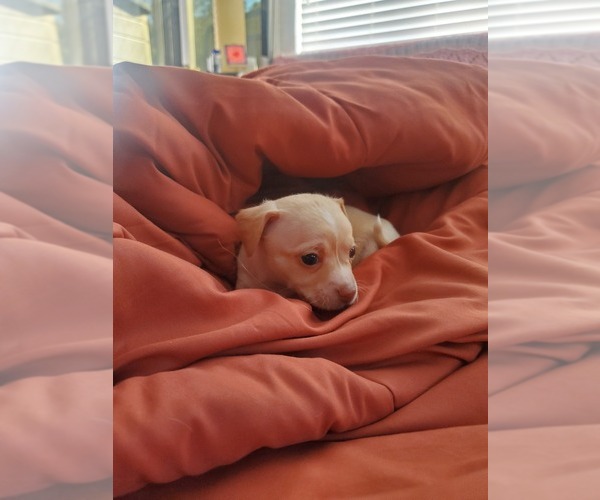 Medium Photo #9 Chihuahua Puppy For Sale in PENSACOLA, FL, USA