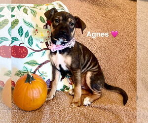 Beagle-Unknown Mix Dogs for adoption in Rockaway, NJ, USA