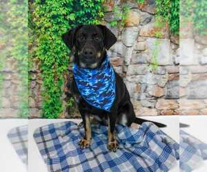 Orson - Male Labrador Retriever-Unknown Mix Dog for Adoption - Photo #2