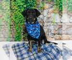 Small #1 Labrador Retriever Mix