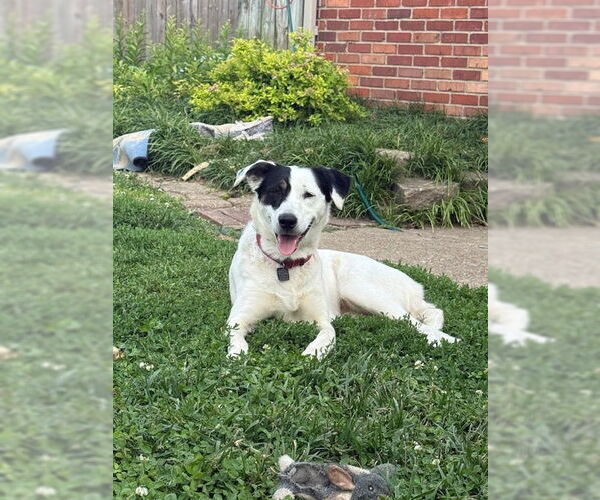 Medium Photo #10 Borador Puppy For Sale in Evansville, IN, USA