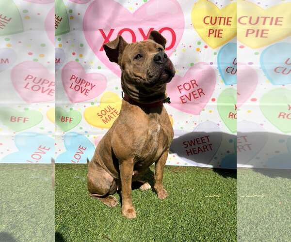 Medium Photo #8 Staffordshire Bull Terrier-Unknown Mix Puppy For Sale in Pompano Beach , FL, USA