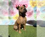 Small #7 Staffordshire Bull Terrier Mix