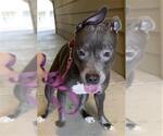 Small #1 American Staffordshire Terrier Mix