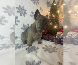 French Bulldog Puppy for sale in MIAMI, FL, USA