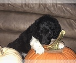 Small Photo #1 Poodle (Standard) Puppy For Sale in BELLA VISTA, AR, USA