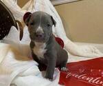 Small Photo #7 American Bully Puppy For Sale in OCALA, FL, USA
