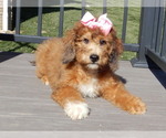 Small Photo #1 Aussiedoodle Miniature  Puppy For Sale in MILLERSBURG, OH, USA