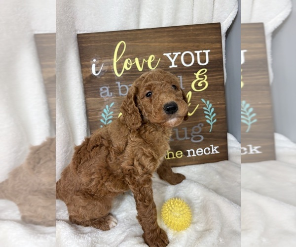 Medium Photo #1 Goldendoodle (Miniature) Puppy For Sale in GREENFIELD, IN, USA