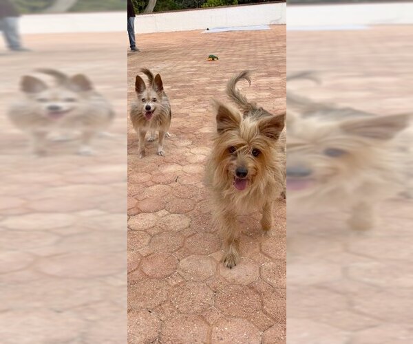 Medium Photo #5 Mutt Puppy For Sale in Weston, FL, USA