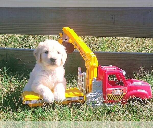 Medium Photo #1 Goldendoodle Puppy For Sale in ELKTON, KY, USA