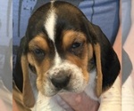 Puppy Gremlin Basset Hound