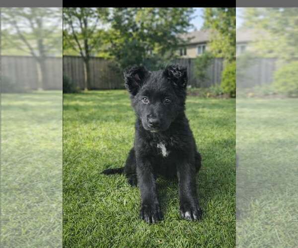 Medium Photo #1 German Shepherd Dog-Unknown Mix Puppy For Sale in Woodbury, NY, USA