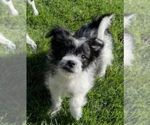 Yoranian Puppy for Sale in CHESTERFIELD TOWNSHIP, Michigan USA