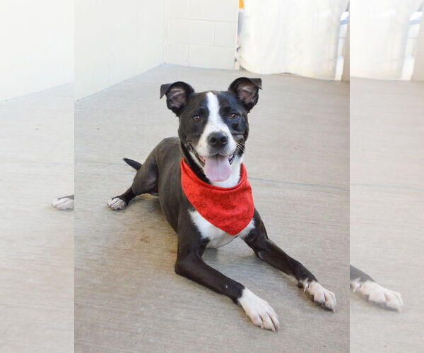 Medium Photo #2 Border Collie-Unknown Mix Puppy For Sale in McKinney, TX, USA