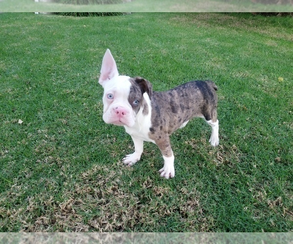 Medium Photo #15 French Bulldog Puppy For Sale in SIMI VALLEY, CA, USA