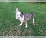 Small Photo #15 French Bulldog Puppy For Sale in SIMI VALLEY, CA, USA