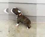 Small Photo #15 Boxer Puppy For Sale in LUCERNE VALLEY, CA, USA