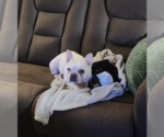 Small Photo #2 French Bulldog Puppy For Sale in Sioux Falls, SD, USA