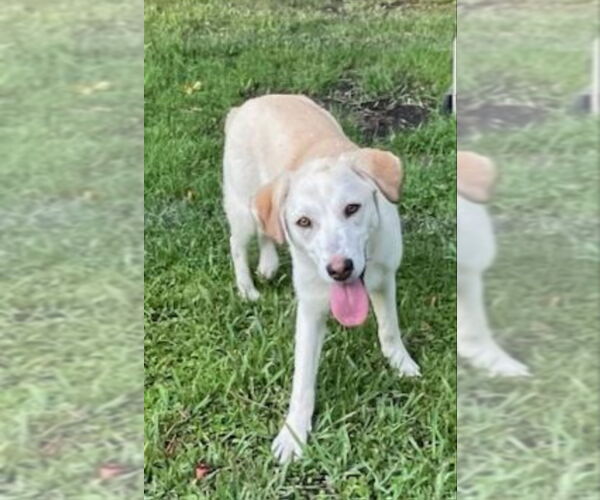 Medium Photo #3 Labrador Retriever-white german shepherd Mix Puppy For Sale in Winston Salem, NC, USA