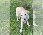Small #2 Labrador Retriever-white german shepherd Mix