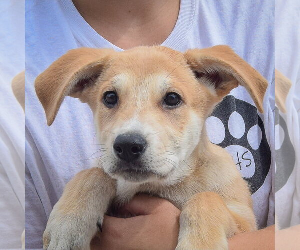 Medium Photo #6 Anatolian Shepherd-German Shepherd Dog Mix Puppy For Sale in Huntley, IL, USA