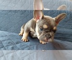 Small Photo #41 French Bulldog Puppy For Sale in MANHATTAN, NY, USA