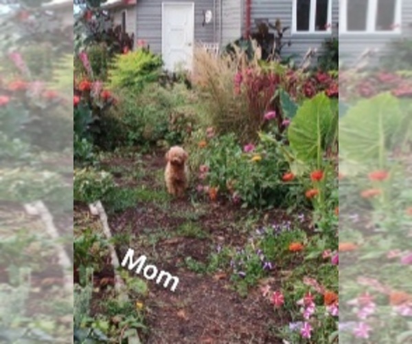 Medium Photo #1 Poodle (Toy) Puppy For Sale in GREENWOOD, WI, USA