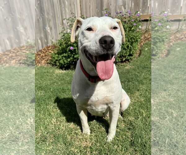 Medium Photo #13 Labrador Retriever Puppy For Sale in Rosenberg, TX, USA