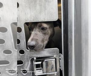 American Staffordshire Terrier-Unknown Mix Dogs for adoption in San Antonio, TX, USA