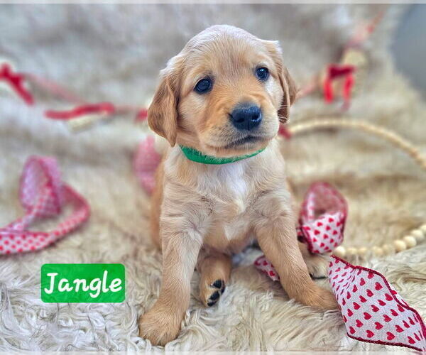 Medium Photo #33 Golden Retriever Puppy For Sale in WASECA, MN, USA