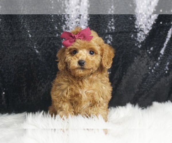 Medium Photo #2 Poodle (Toy) Puppy For Sale in WARSAW, IN, USA