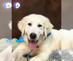 Small #7 Great Pyrenees