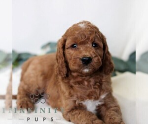 Goldendoodle (Miniature) Puppy for sale in EAST EARL, PA, USA