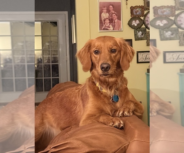 Medium Photo #1 Golden Retriever Puppy For Sale in ROLLA, MO, USA