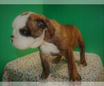 Small Photo #4 Beabull Puppy For Sale in PATERSON, NJ, USA