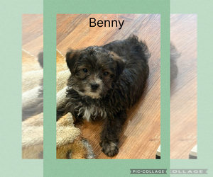 Poodle (Toy)-Yorkshire Terrier Mix Puppy for Sale in BENNINGTON, Indiana USA