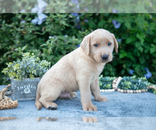 Medium Photo #3 Labrador Retriever Puppy For Sale in BLUFFTON, IN, USA