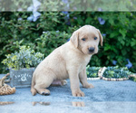 Small #2 Labrador Retriever