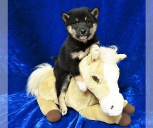 Shiba Inu Puppy for sale in NORWOOD, MO, USA