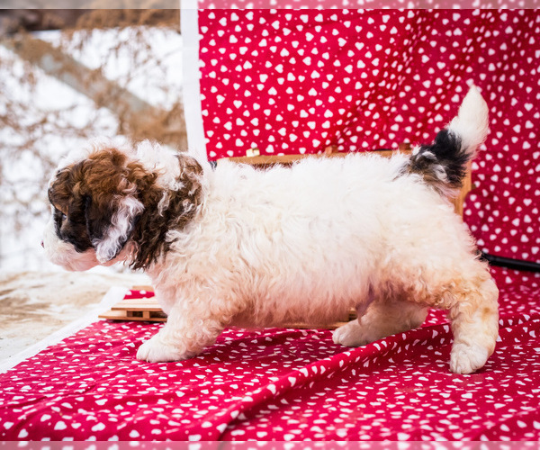 Medium Photo #11 Saint Berdoodle Puppy For Sale in WAKARUSA, IN, USA