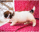 Small Photo #11 Saint Berdoodle Puppy For Sale in WAKARUSA, IN, USA