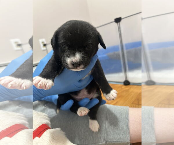 Medium Photo #1 Mutt Puppy For Sale in Polson, MT, USA